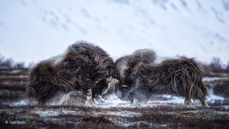 Illustration for article titled Wildlife Photo Contest Shows Nature Can Be Cruel—But Also Kind